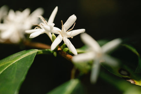 Jasmine is a vine plant from Asia - Pexel Image