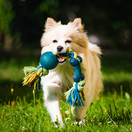 PAWFECT (6).png__PID:53c15919-31c5-4029-a312-0bcfd8d9f40a