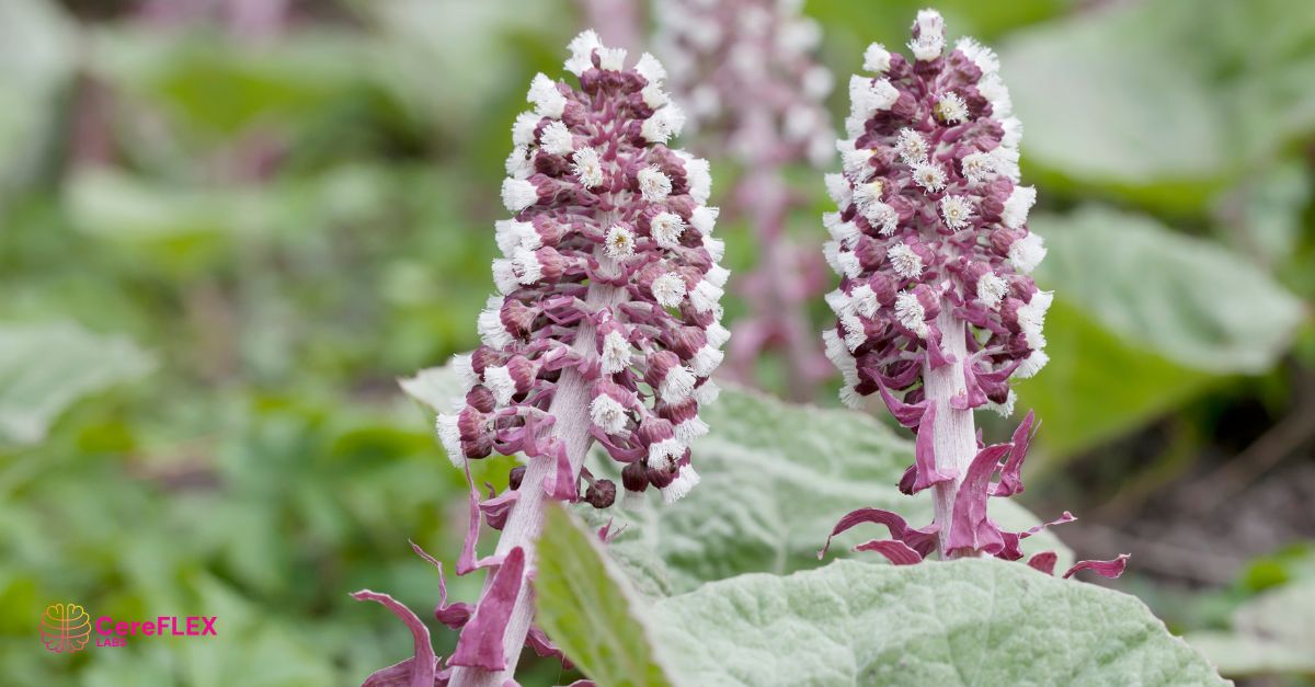 Molecular action of petasin and isopetasin compounds