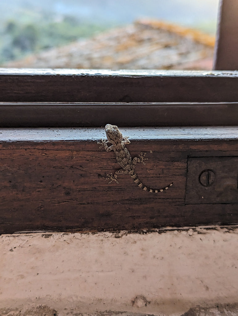 lizard on castle wall