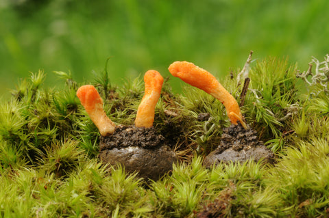 Cordyceps - the mushroom Olympic athletes swear by