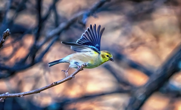 Gold finch