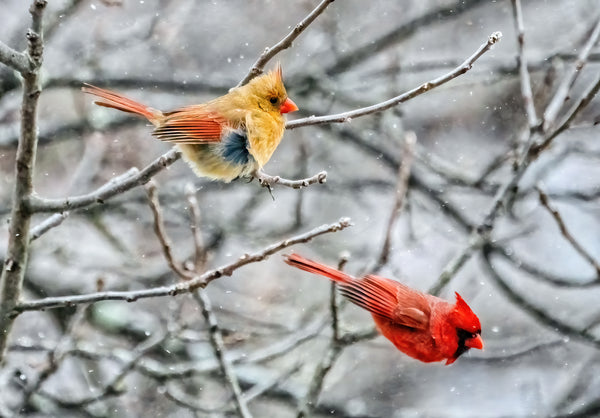 Cardinals