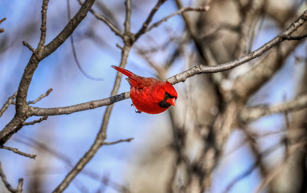 Cardinal