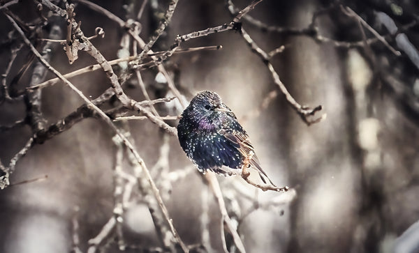 European starling