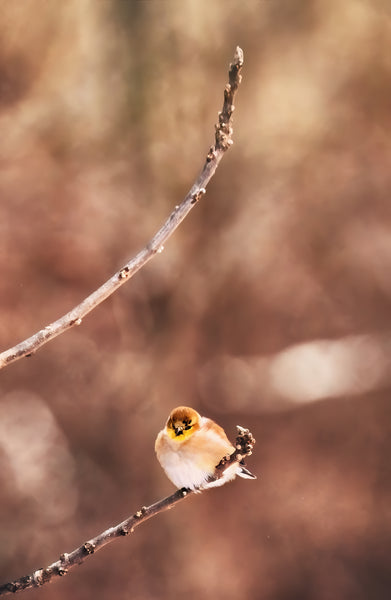 American goldfinch