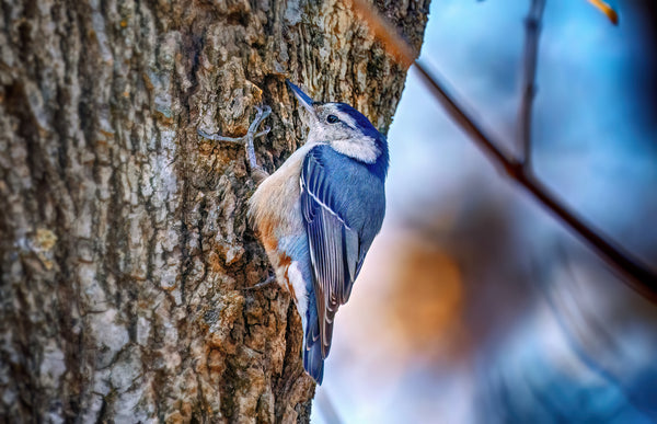 White-breasted nuthatch