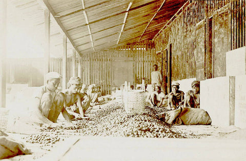 Early Nutmeg Processing East Indies
