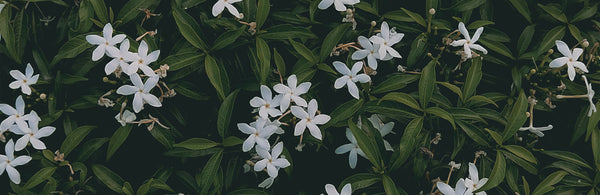 Botanical Jasmine Therapeutic Benefits 
