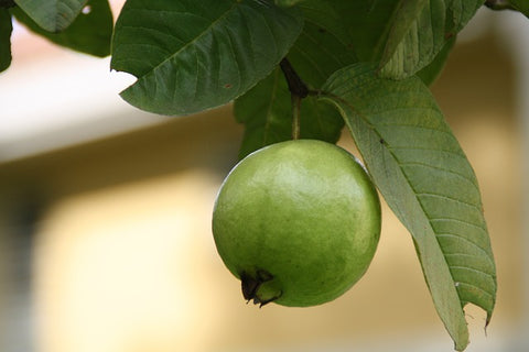 Great properties of guava leaves