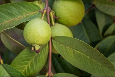 Guava leave tea and extract