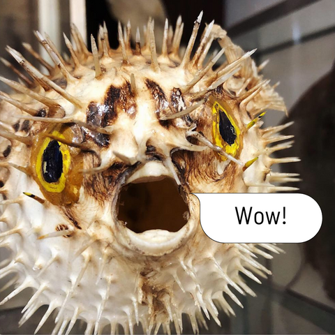 A puffer fish making a suprised face and saying "wow!"