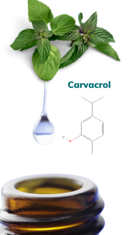 A picture of a droplet coming off of an oregano leaf going into an amber glass bottle with the chemical structure of carvacrol next to it