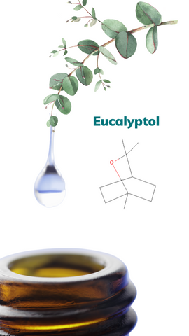 A picture of a droplet coming off of a eucalyptus branch leaf going into an amber glass bottle with the chemical structure of eucalyptol next to it