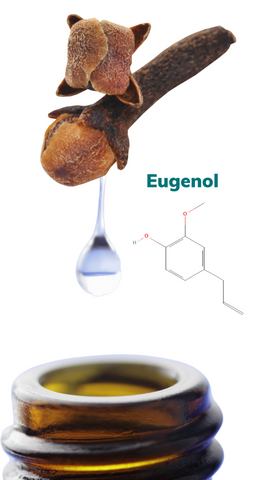 An image of a drop coming off of clove bud going into an amber glass bottle with a diagram of a eugenol molecule next to it
