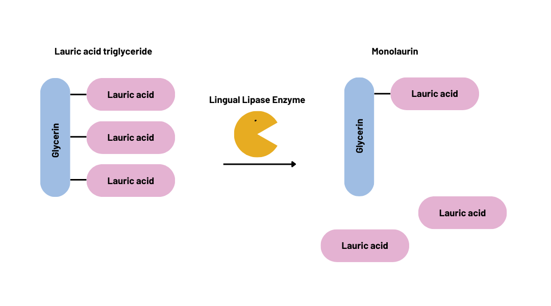 A diagram of a lauric acid triglyceride on the left. An arrow with lingual lipase enzyme on top pointing to the right. On the right is shown monolaurin with two lauric acid molecules floating away.