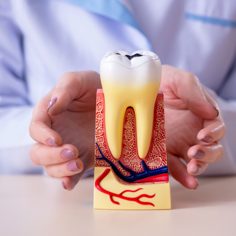 A woman holding her hands around a diagram of a tooth