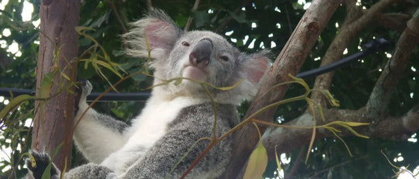koala in eucalyptus tree