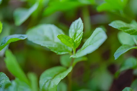 herbs growing