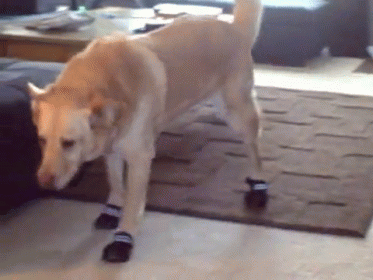 Flat Insoles Don't Work - Tenor Gif of a dog wearing shoes