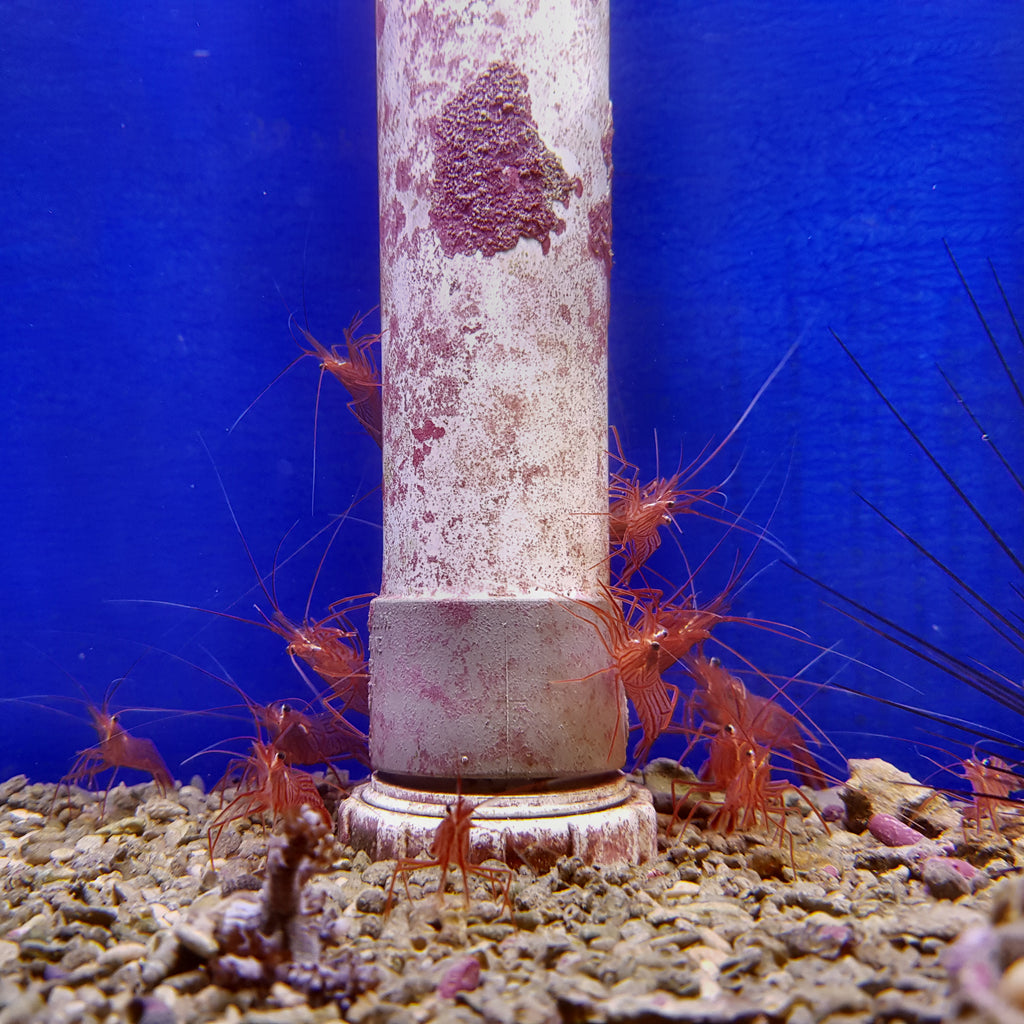 peppermint shrimp eat aiptasia