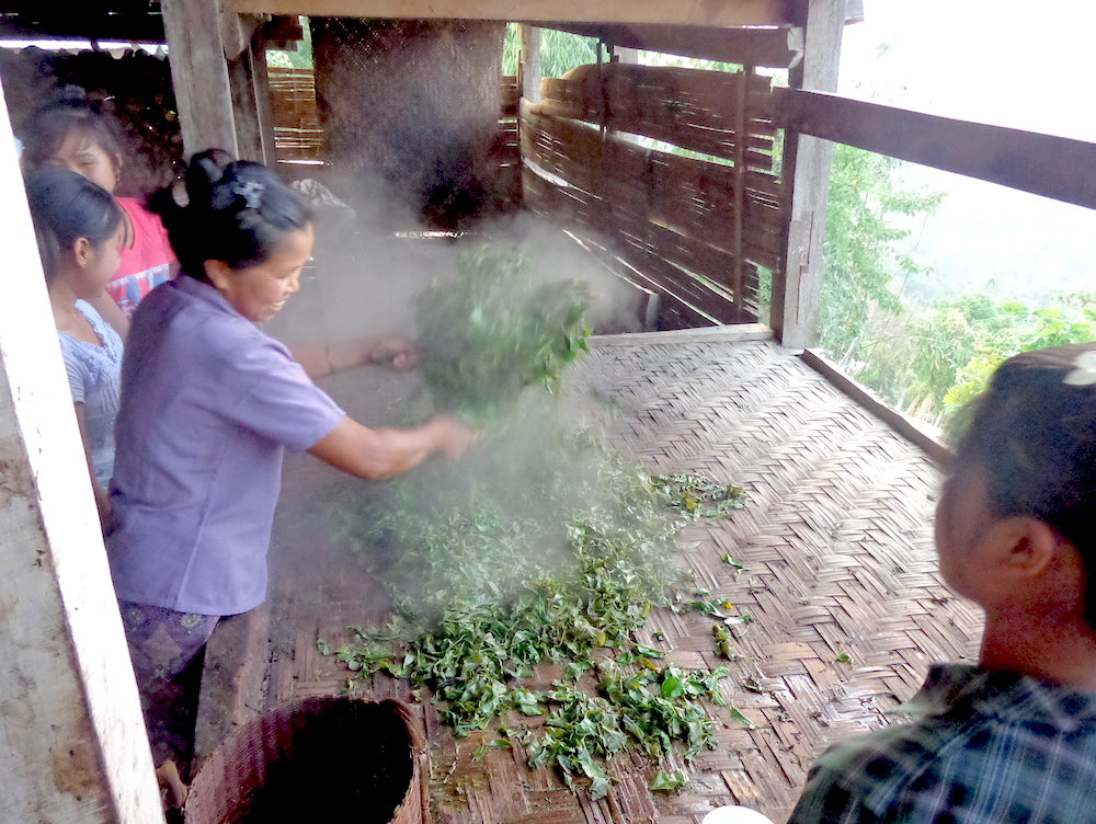 Grüner Tee Verarbeitung Myanmar