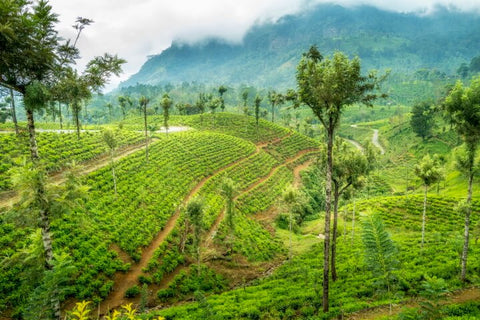 Ceylon Tee Plantage Sri Lanka