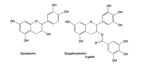 Epigallocatechin-3-gallat EGCG