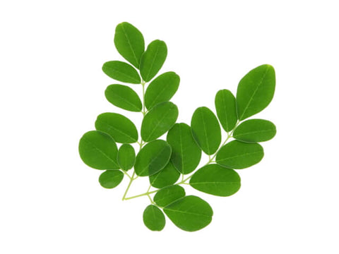 Moringa Oleifera Blätter