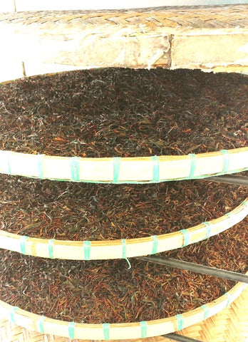 Schwarztee Fermentation