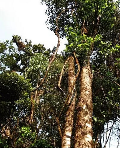 Gushu in Mengku