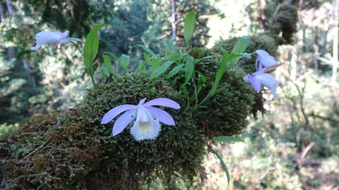 Wilde Orchidee in Taiwan