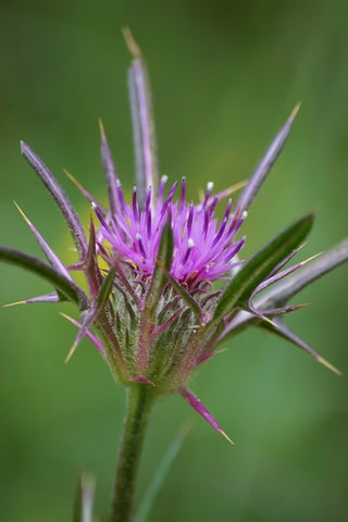 anokha soins de la peau racine de bardane