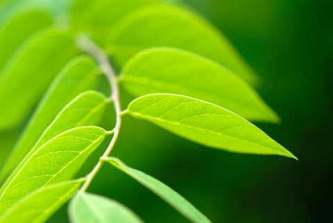 feuille pour la saison kapha