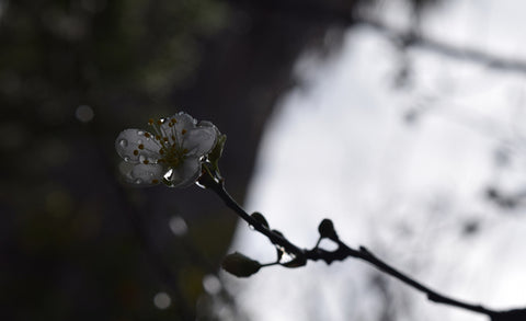 Pflaumenblüte Anokha