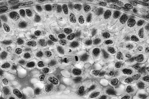cells on black and white background science anokha