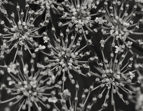 Schafgarbenblüte Achillea milleflorium