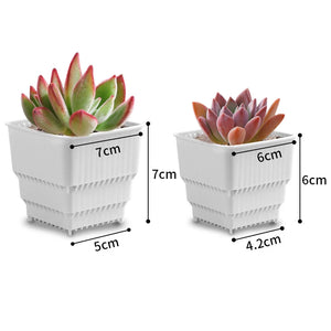 Succulent Pots | 10/20 Pack Plastic 6cm/7cm - Old Garden Global
