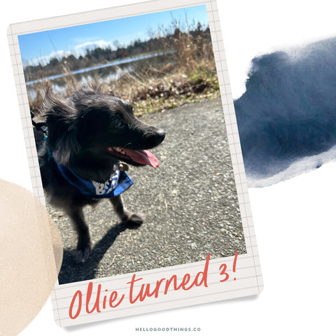 Ollie, my black dachshund mix dog, wearing a blue birthday boy bandana, and seemingly smiling by a pond.
