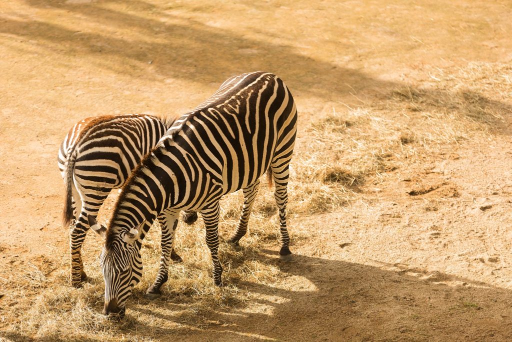 Auckland Zoo Zebra