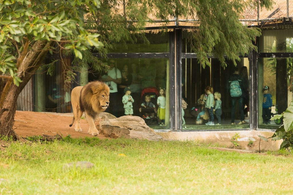 Auckland Zoo Lion