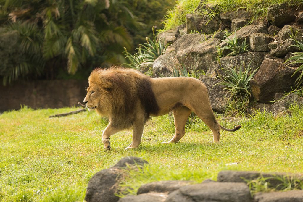 Auckland Zoo lion