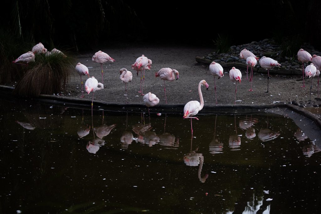 Auckland Zoo flamingo