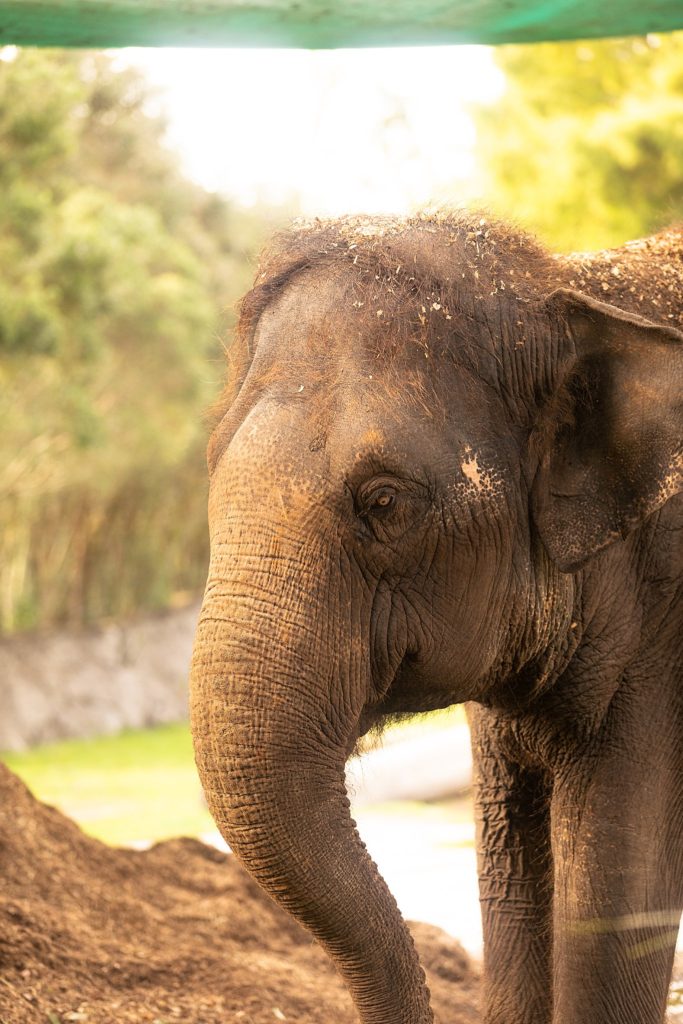 Auckland Zoo Elephant
