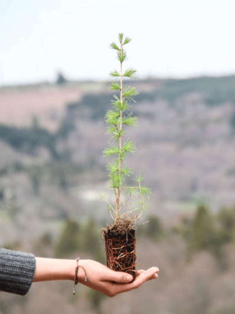 Offrir un arbre – Eco Tree