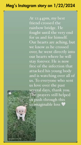Instagram story announcing the Benny the dog had passed away.