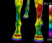 Equine & Veterinary