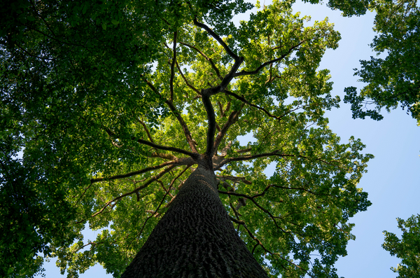 Taransaud-Oak-Tree