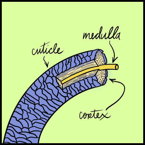 A cross-section of a hair strand, with the medulla, cortex, and cuticle labelled.