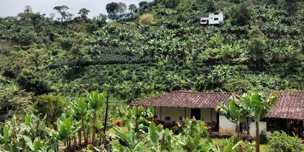 Mi Café Finca und Plantage in Kolumbien